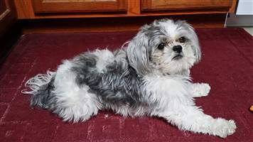 Silver and white cheap shih tzu